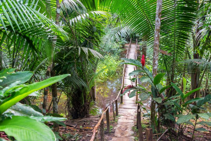 Bridge in a Rain Forest