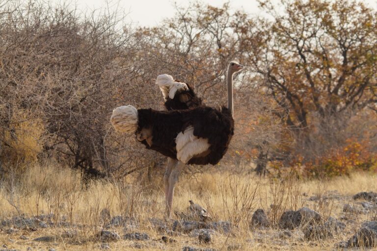 Brown Ostrich walking