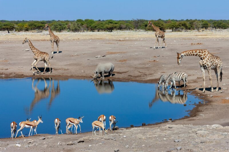 Busy waterhole in Etosha National Park - Namibia