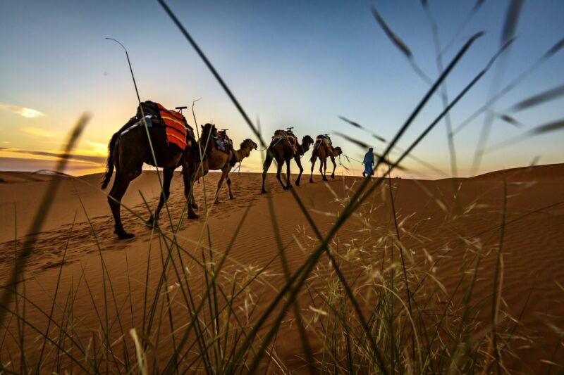 Camel ride in Sahara desert
