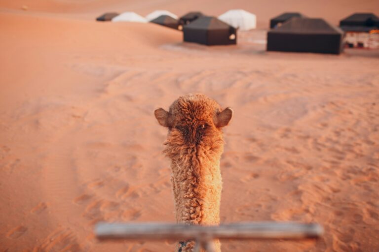 Camel rider pulls up to desert camp tent