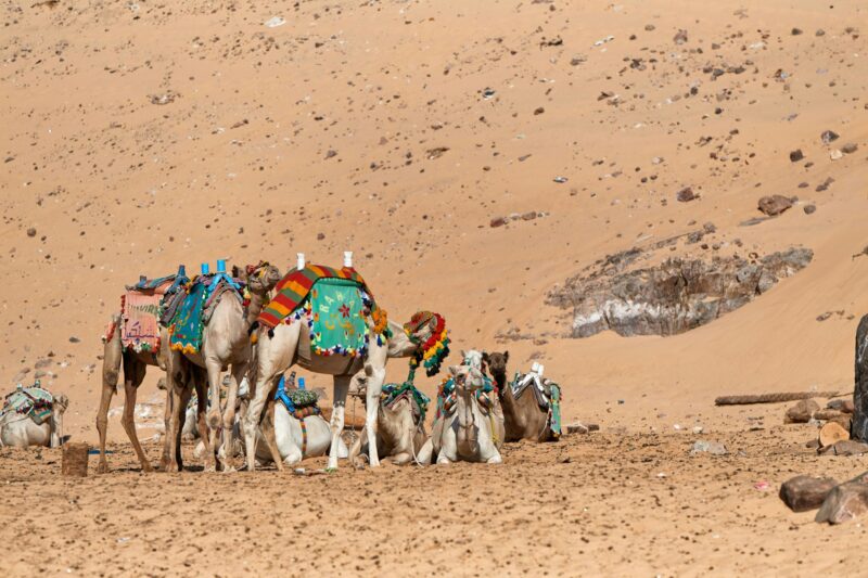 Camels on the beach of the Nubian town, located in the northeast of Sudan.