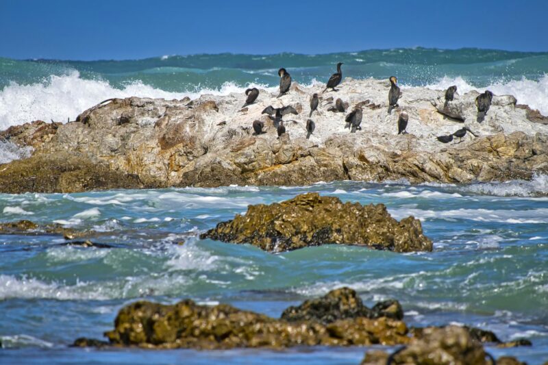 Cape Cormorant, Walker Bay Nature Reserve, South Africa