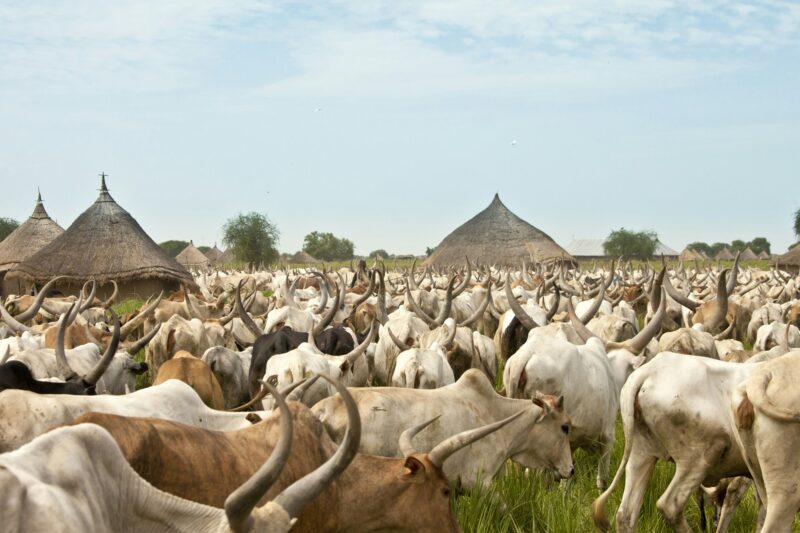 Cattle drive in South Sudan