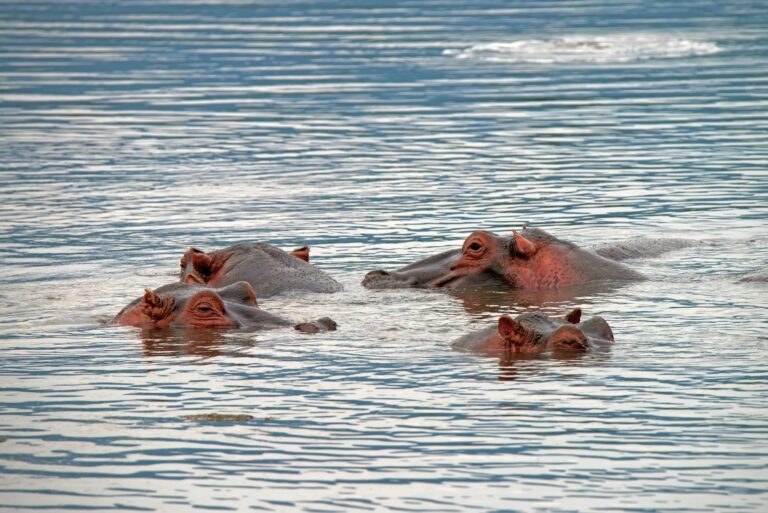 Close hippos or Hippopotamus amphibius in water