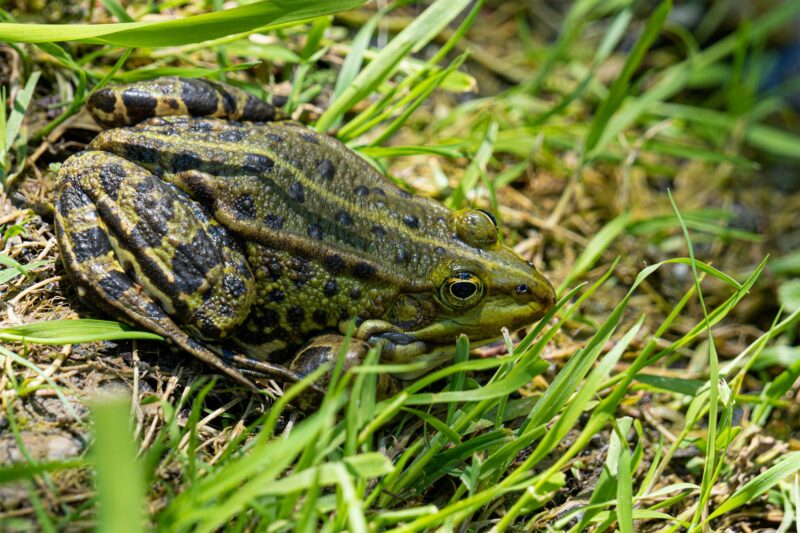 Close-up of a Frog hiding in the grass