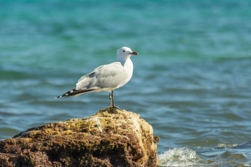 Closeup of an Audouin's gull standingon a rock in the sea