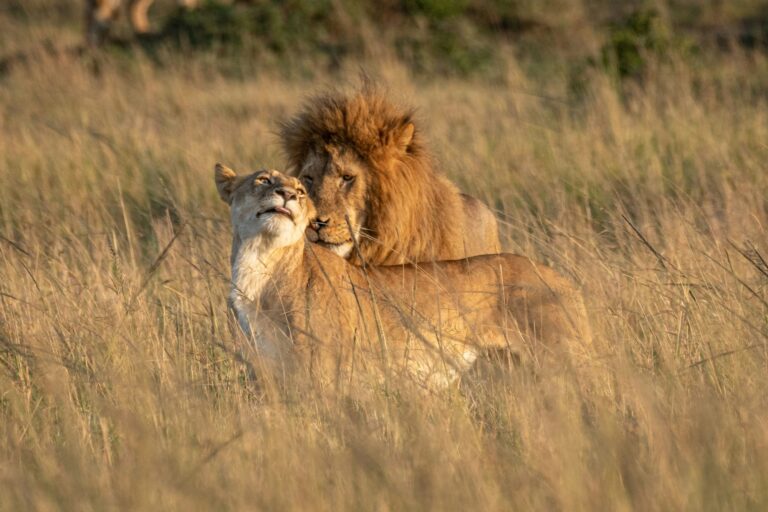 Closeup of Barbary lions caressing each other, standing on dried grass in a savanna
