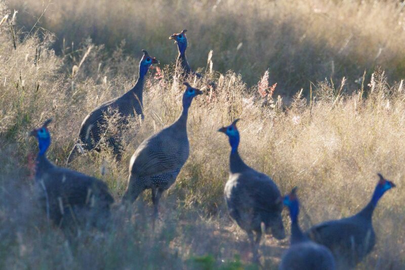 Closeup of helmeted guineafowl, Numida meleagris in the field. Namibia, Africa.