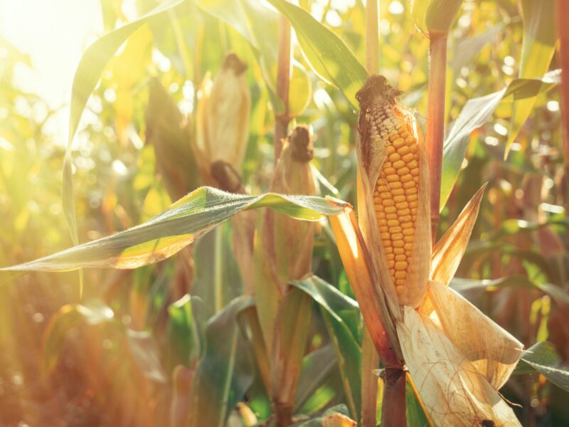 Closeup view on ready yellow corn on a field.