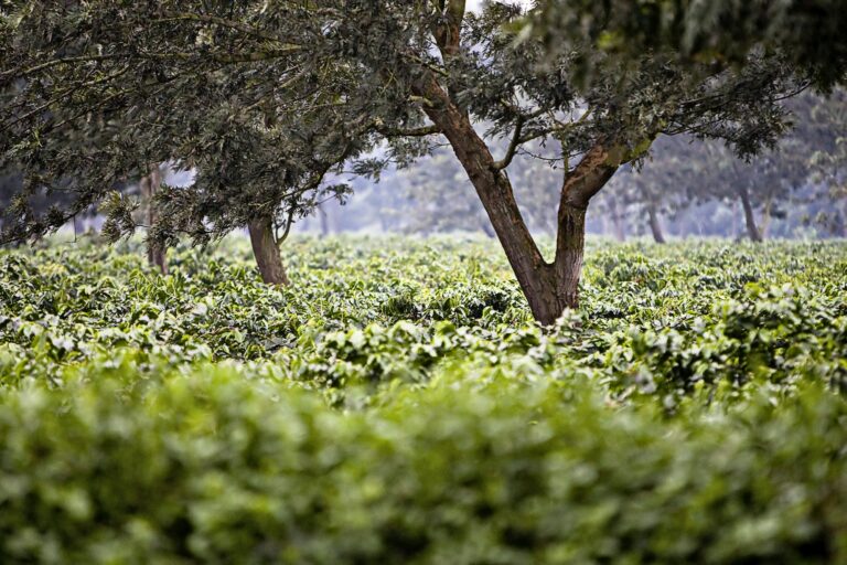 Coffee farm plantation in Africa