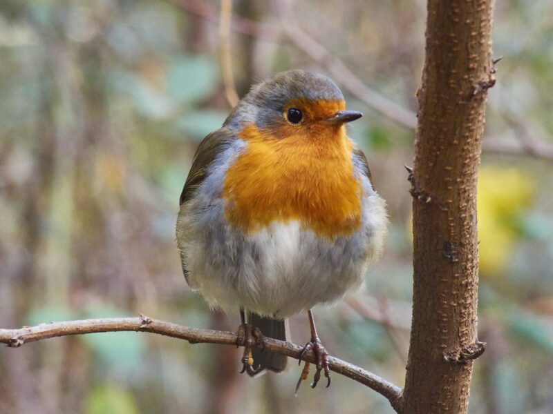 Colorful european robin in the forest. Erithacus rubecula. Wildlife. Birdwatching