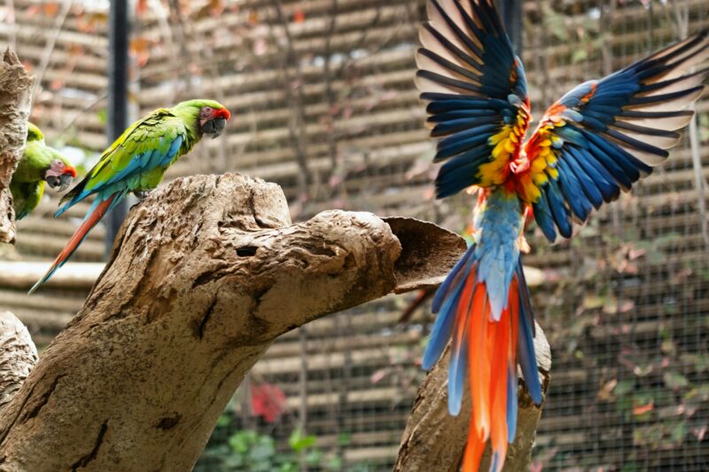 Colorful parrots in a park on the island of Tenerife