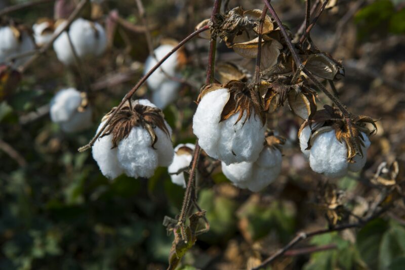Cotton field white with ripe cotton ready for harvesting, India