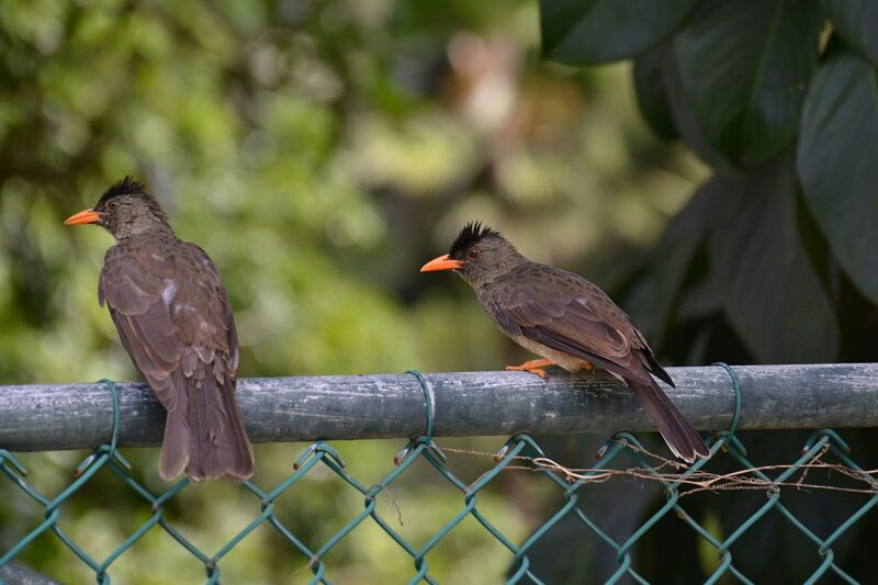 Couple of Seychelles bulbuls perched on a metal fence.