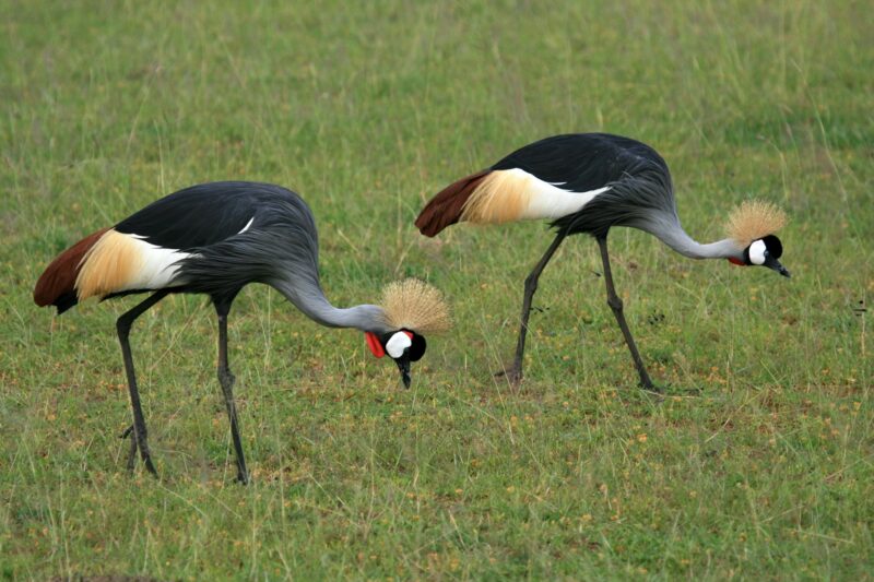 Crested / Crowned Crane, Uganda, Africa