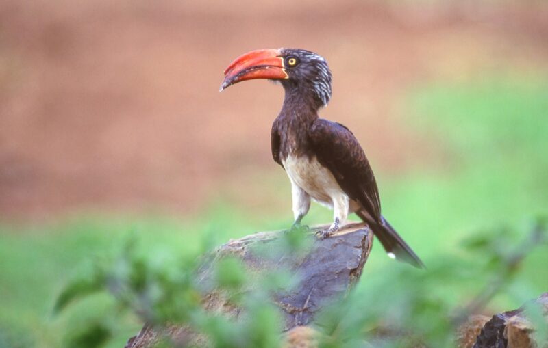 Crowned Hornbill in Kenya