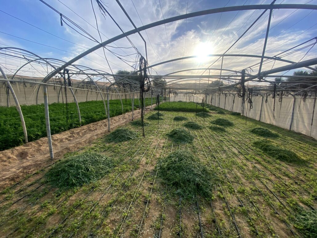 Desert Green Agriculture. Farming in an arid climate. Livestock clover feed.