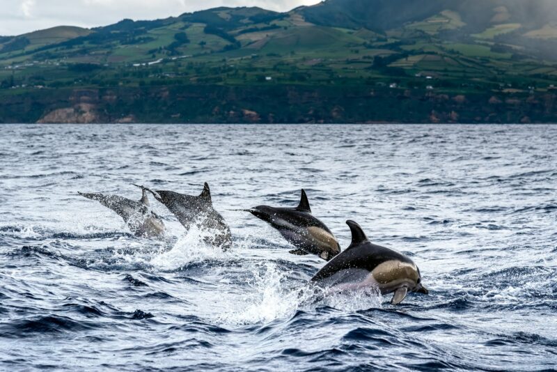 Dolphins jumping in the sea at Sao Miguel Island