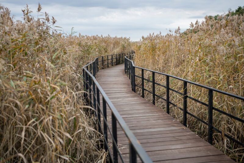 Eco-trail made of planks among tall ears of corn. Educational route, autumn season.