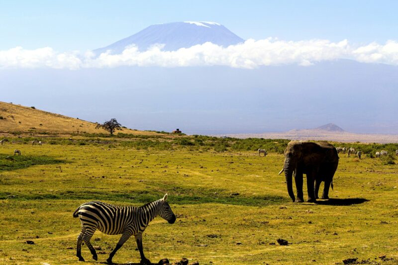 Elephant and zebra with the Kilimanjaro at the background, Tanzania, africa