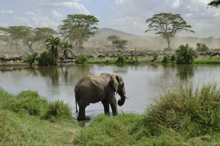 Elephant in river in Serengeti National Park, Tanzania, Africa