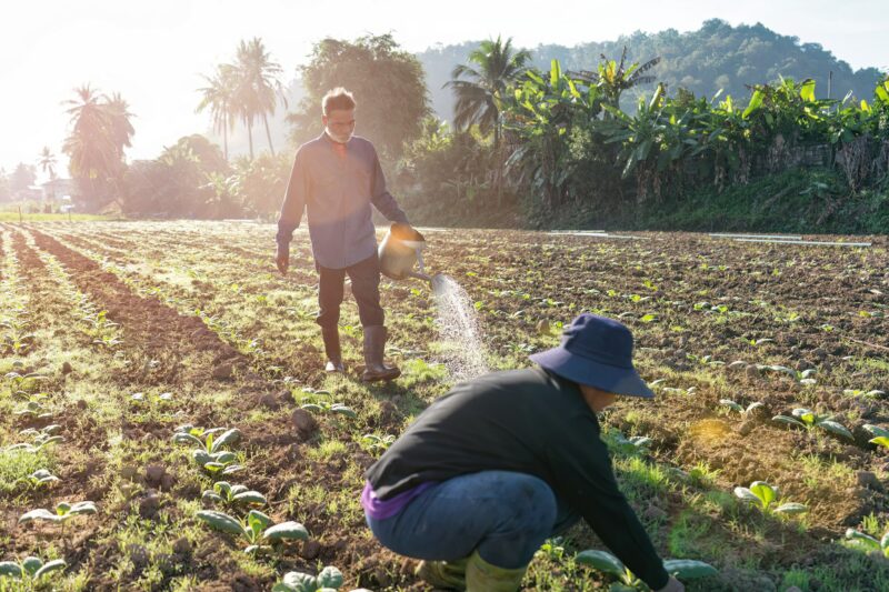 Farmer check growth of tobacco leaf on sunshine morning in garden use watering can spread water