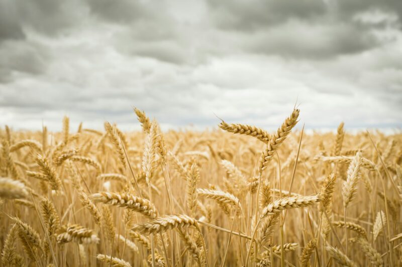 Field of Crops