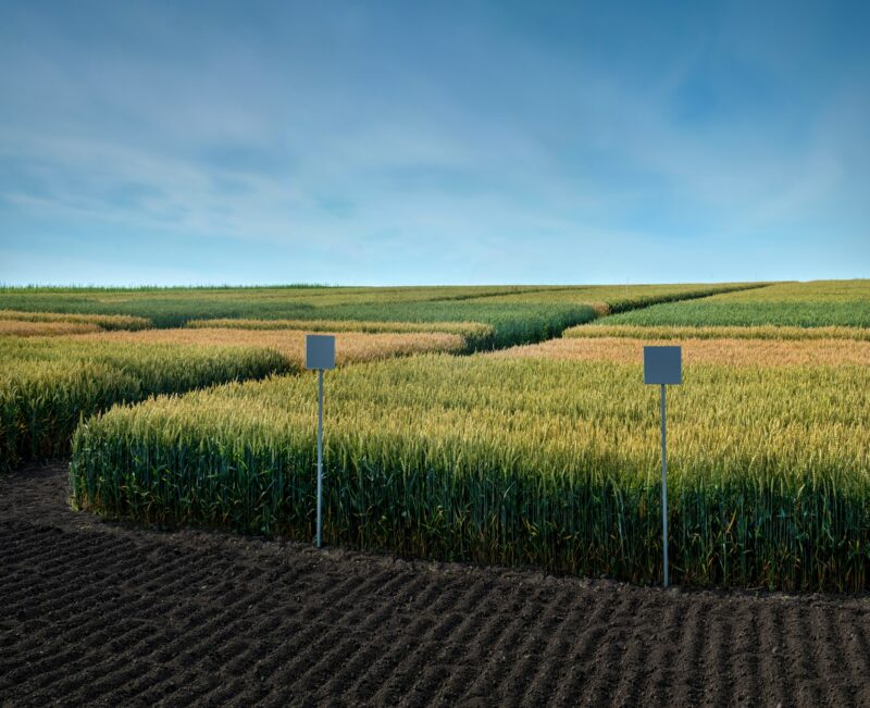 field plots, sectors of cereal species, with signposts on plowed land