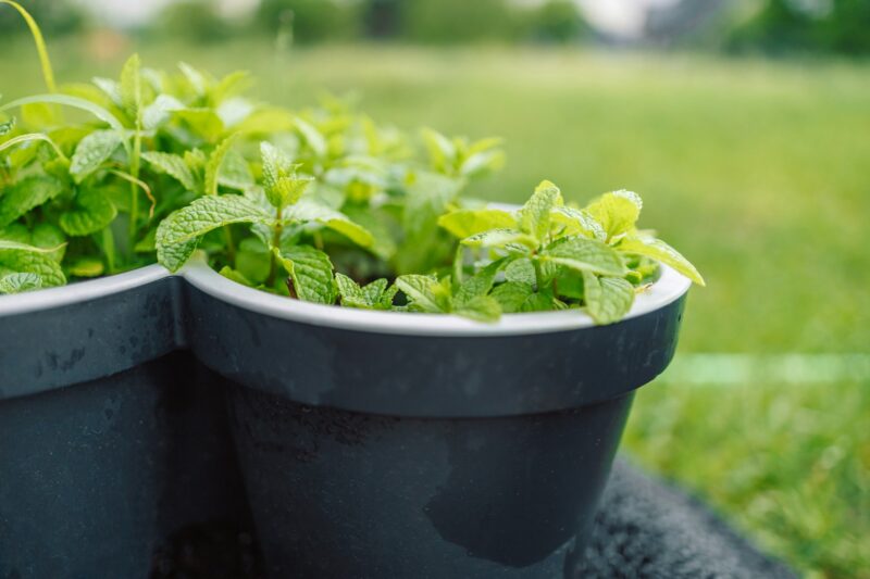 Fresh eco mint in a black pot on a green background in the garden