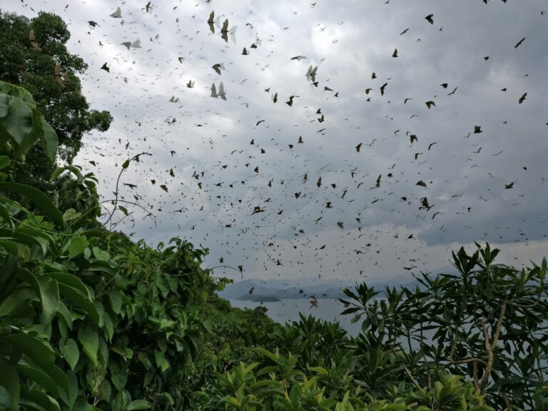 Fruit bats at the lake Kivu, Rwanda, Africa