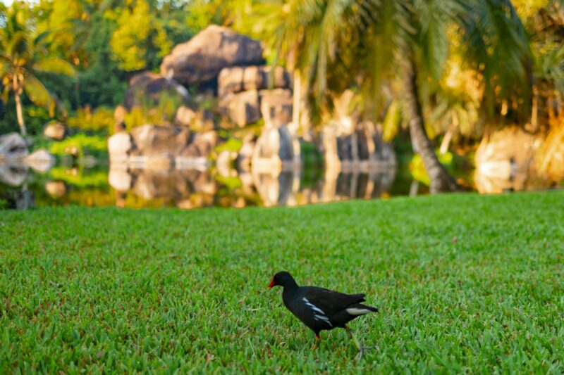 Gallinula chloropus reed bird on the shore of a pond in the Seychelles
