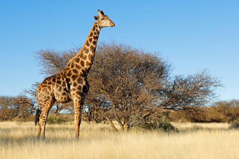 Giraffe in natural habitat - South Africa