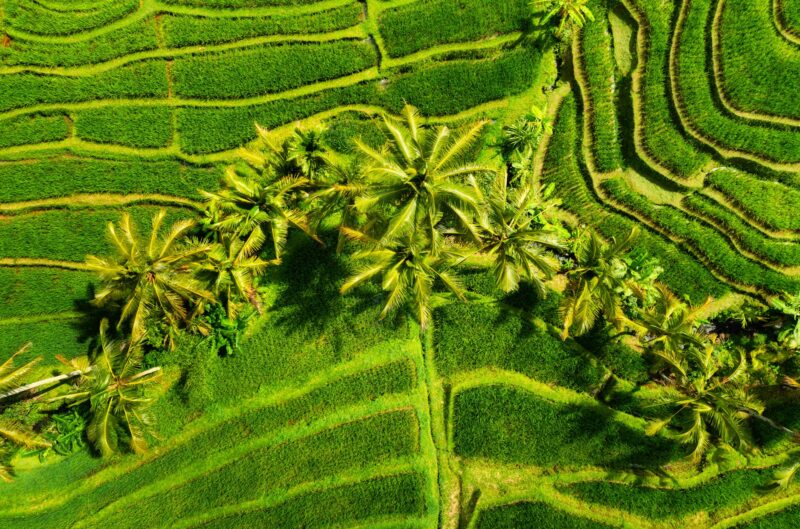 Green color as a background. Aerial view of rice terraces. Agricultural landscape