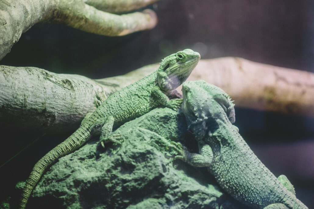 Green gecko