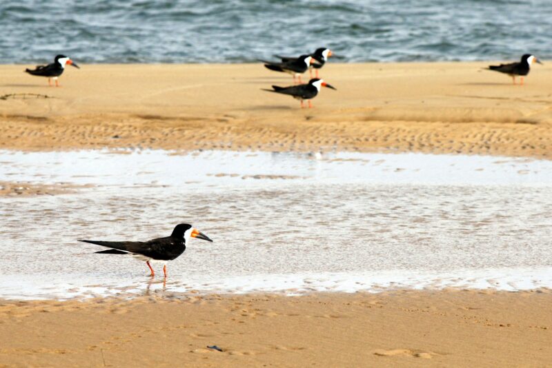 Group of black skimmer (Rynchops niger)