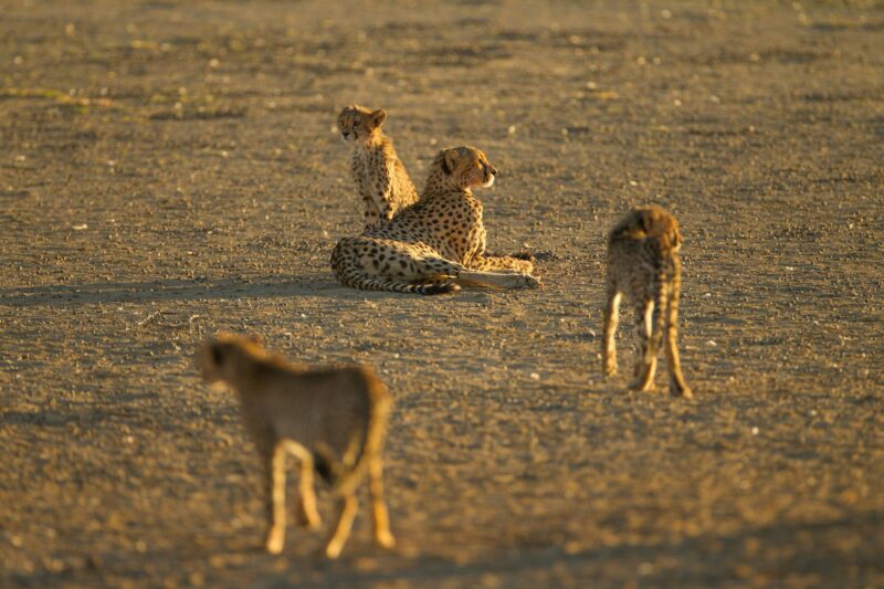 Group of cheetahs playing in the middle of the desert
