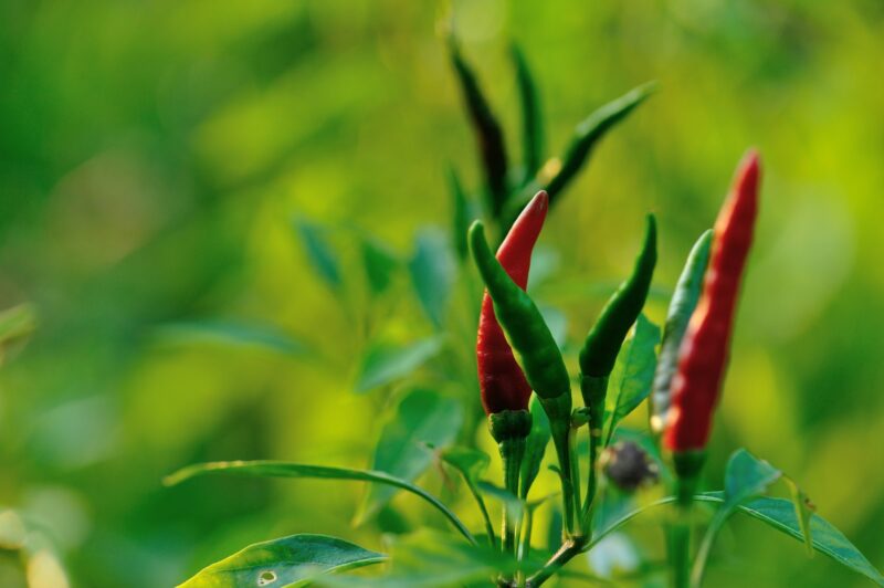 Growing pepper Organic farming in mountains