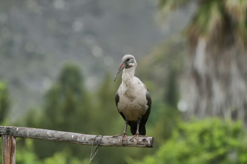 Hadeda Ibis