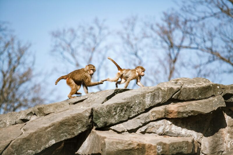Hamadryads Baboons sit in the mountains.