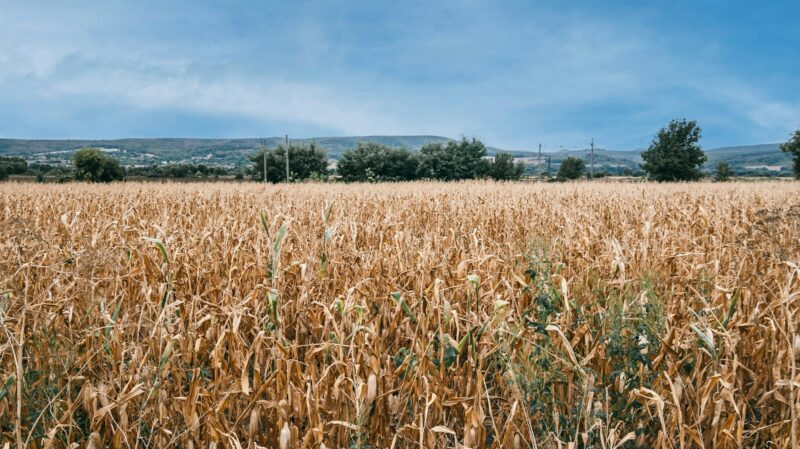 Heat in Europe, food crisis. Dry fields of corn. Economic concept