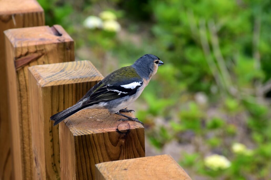 a small bird perched on a wooden fence