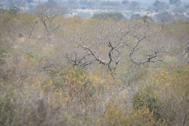 Landscape with Gum arabic trees, Acacia senegal