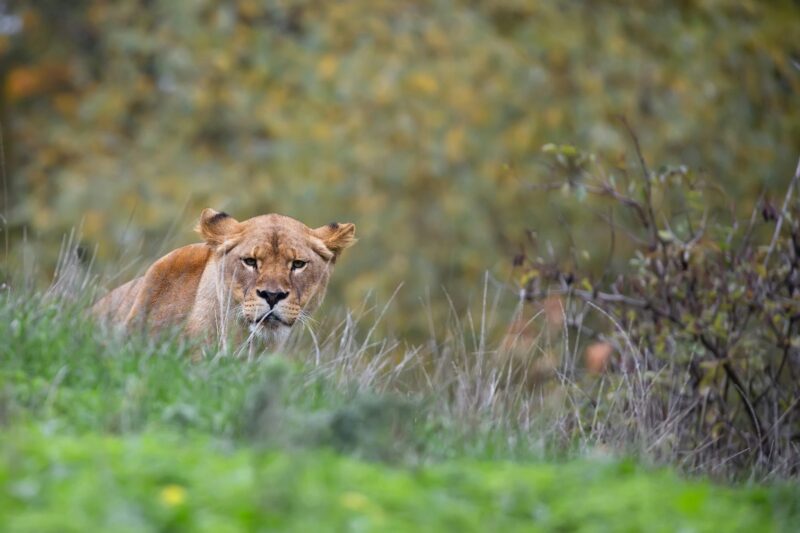 Lioness in the wild