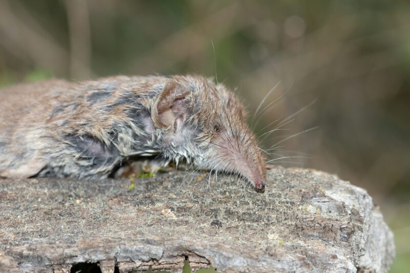 Macro closeup shot of the smallest mammal in the world the Etruscan shrew lying on a decaying log