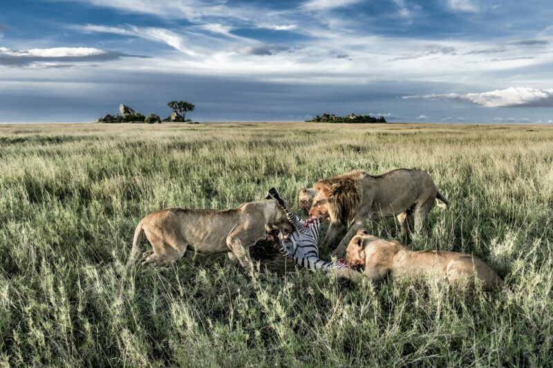 Male and female lions eating zebras in Serengeti National Park