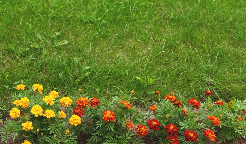 Marigold flowers grow in a flower bed along a green lawn planted with grass.