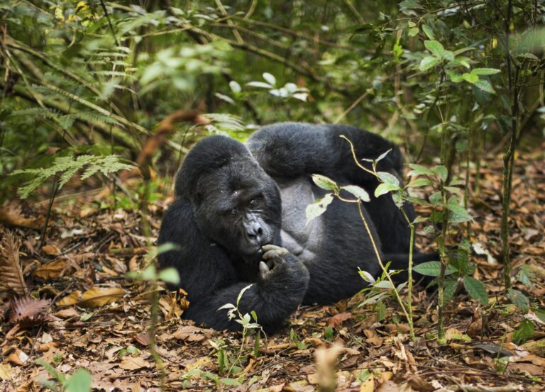 Mountain gorilla, Volcanoes National Park, Rwanda