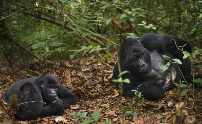 Mountain gorillas and juvenile, Volcanoes National Park, Rwanda
