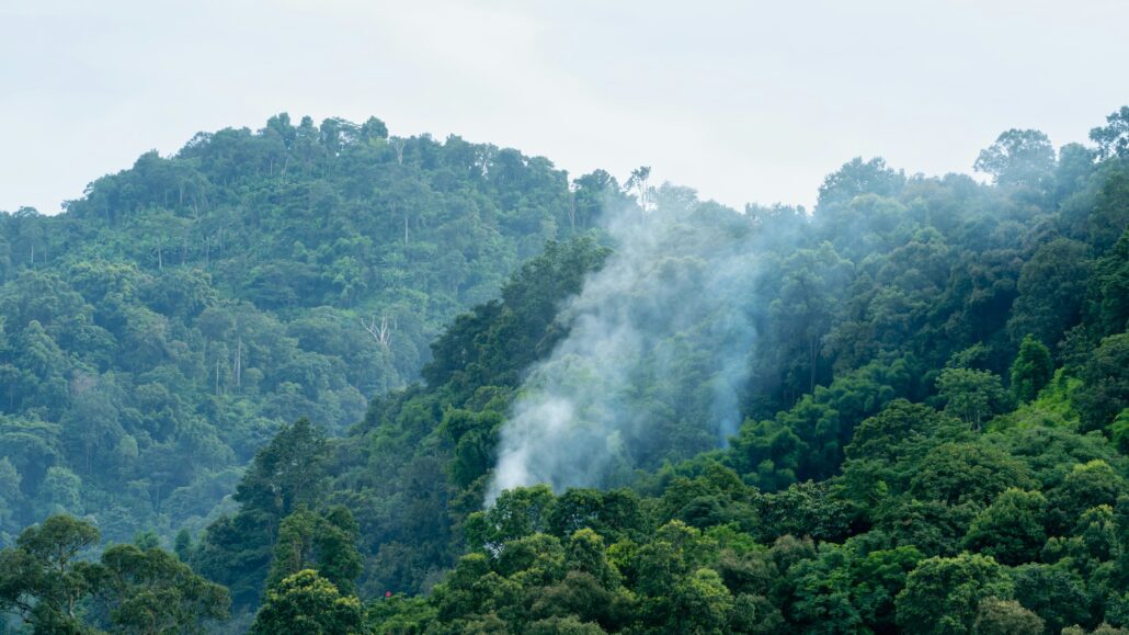 Natural scenery of a large, rich forest. world environment day concept forest conservation Beautiful